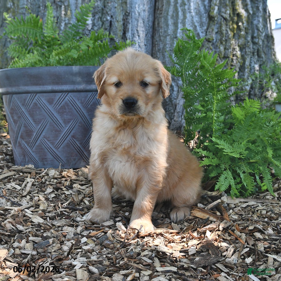 Golden Retriever dogs for sale: Charlotte - Ad 4