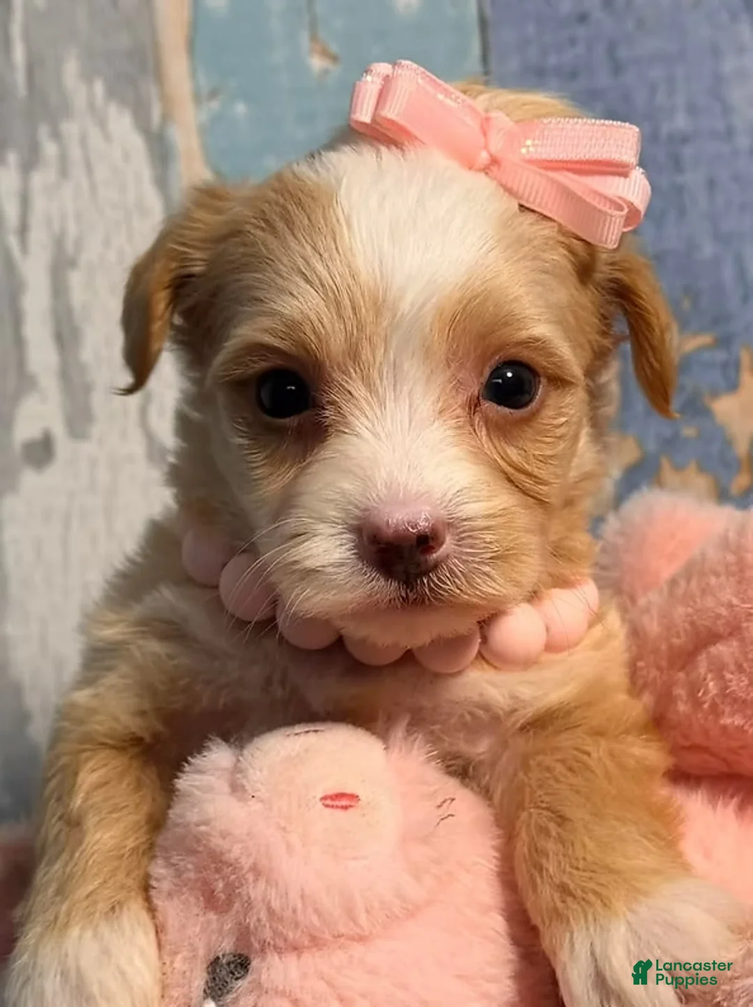Yorkiepoo dogs for sale: Yorkiepoo Puppy 1 - Ad 3