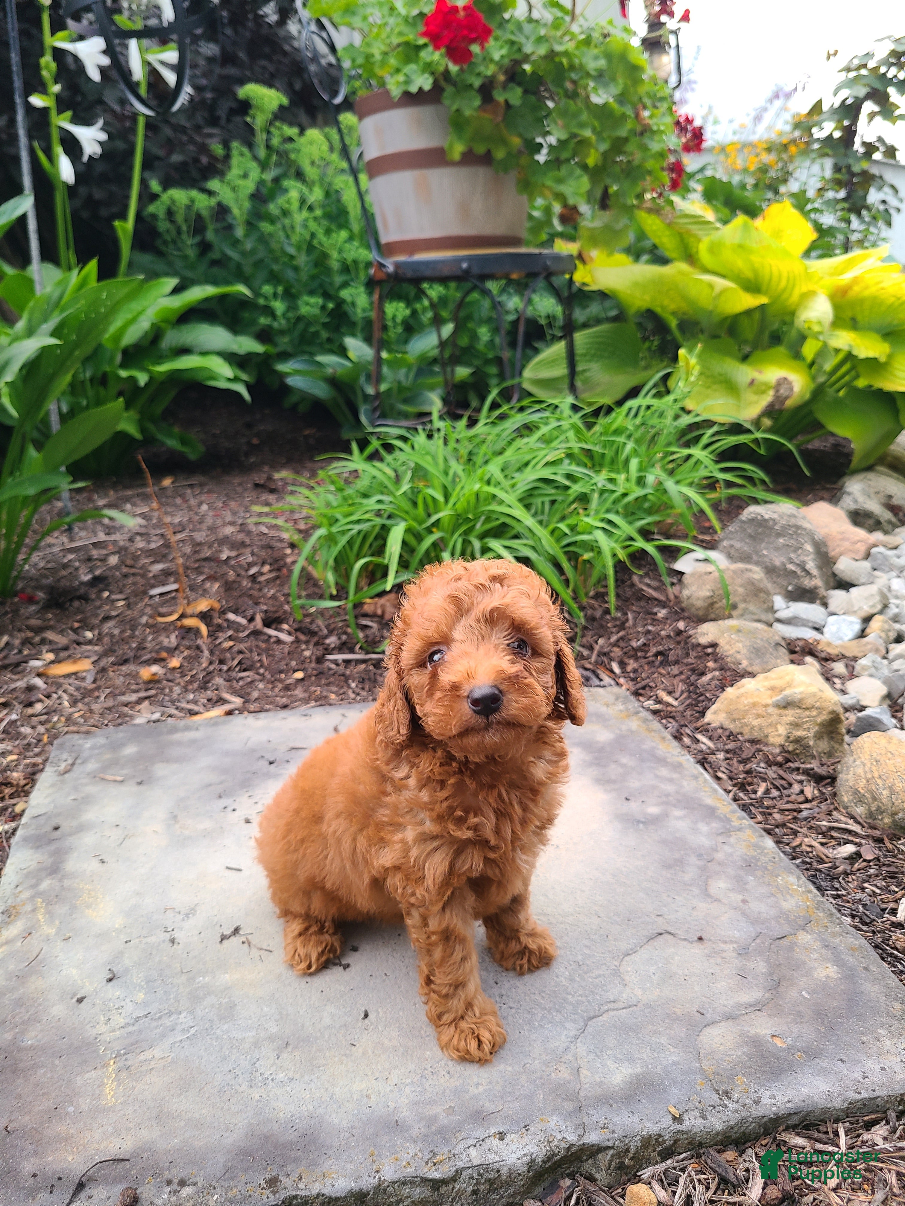 Mini Goldendoodle dogs Izzy - Ad 1