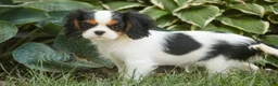 Cavalier King Charles Spaniel dogs for sale: Princess Cavalier King Charles Spaniel  - Ad 6
