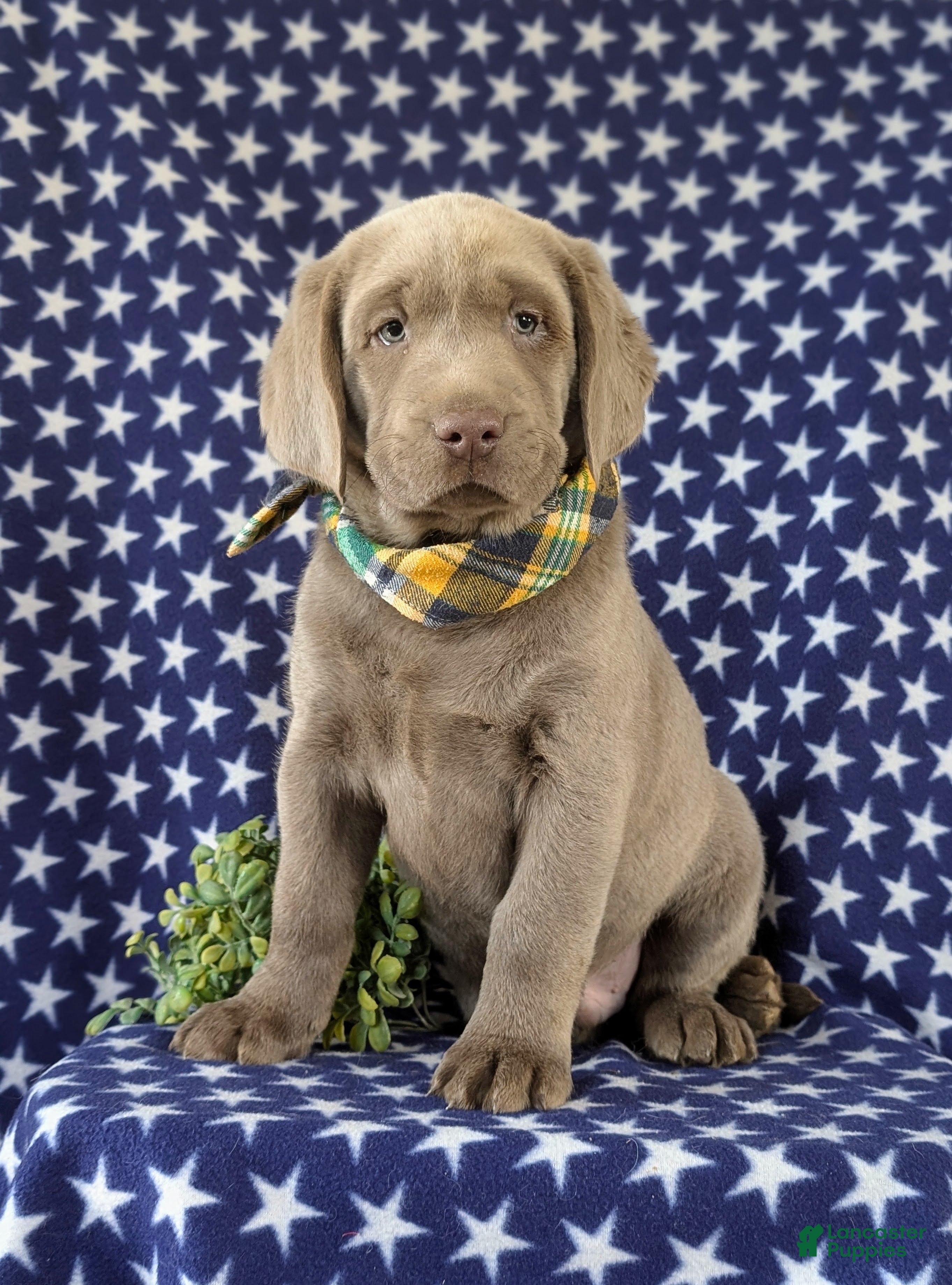 Labrador Retriever dogs Colson AKC Silver Lab - Ad 41
