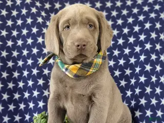 Labrador Retriever dogs Colson AKC Silver Lab - Ad 39