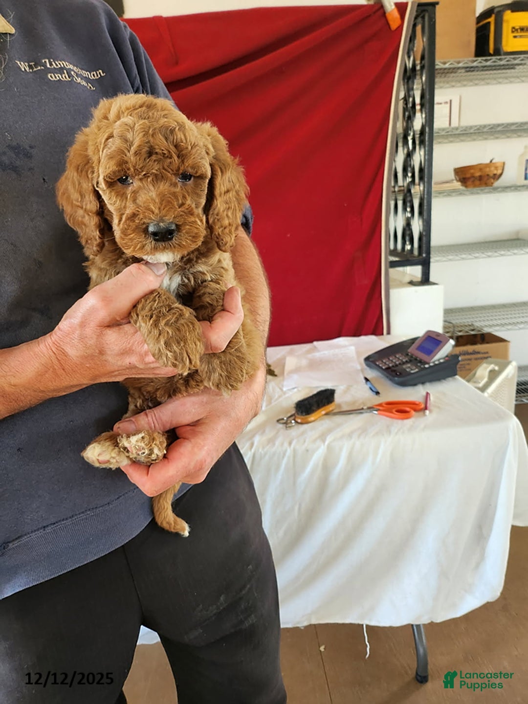 Goldendoodle dogs for sale: Hossay - Ad 3