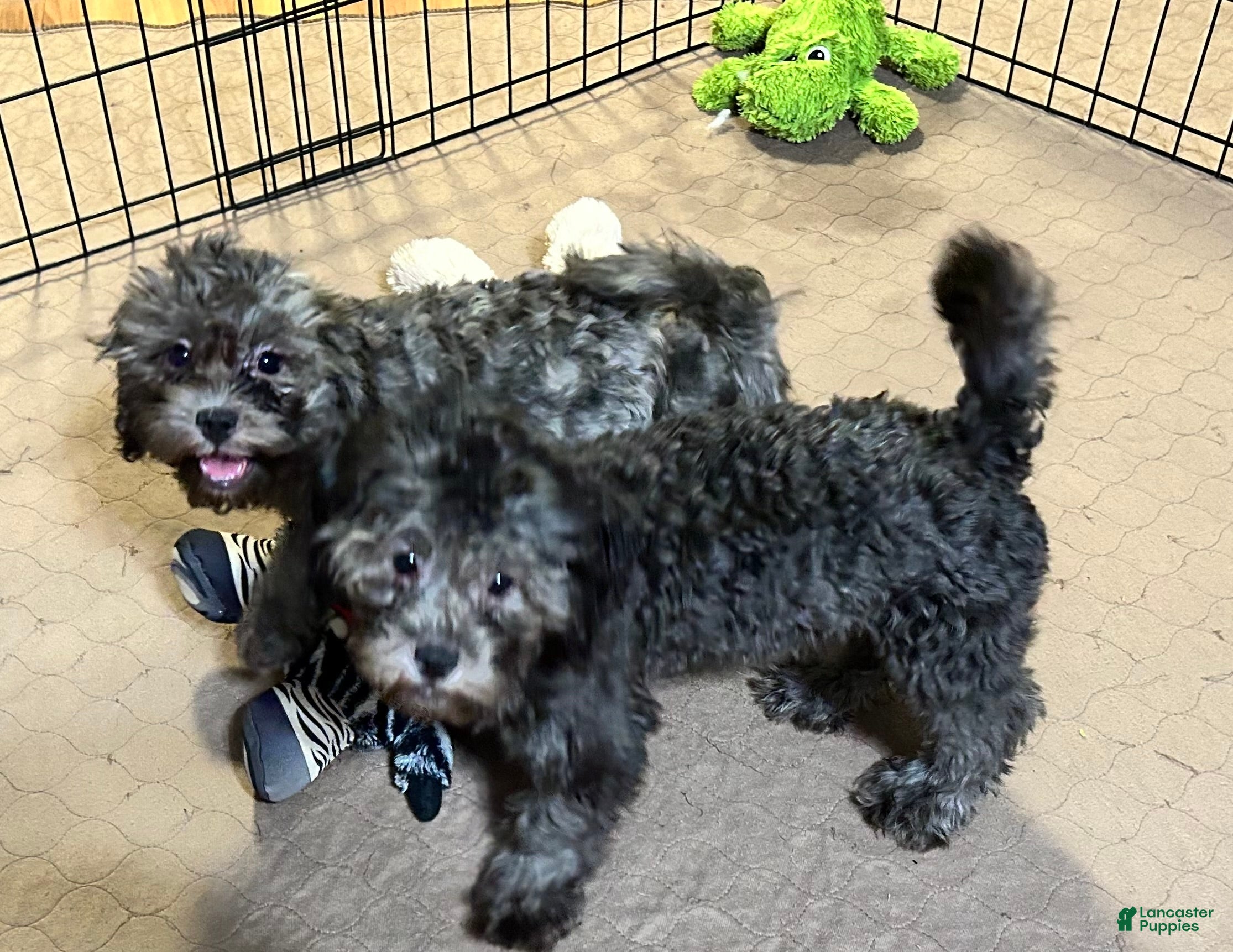 Shihpoo dogs Shihpoo 3 - Ad 36