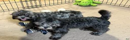 Shihpoo dogs for sale: Shihpoo 3 - Ad 1