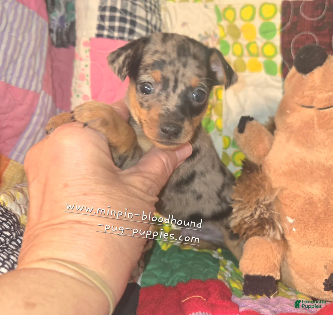 Miniature Pinscher dogs for sale: Van, merle boy - Ad 2
