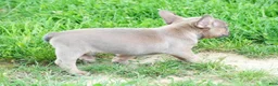 French Bulldog dogs for sale: Hank - Ad 8