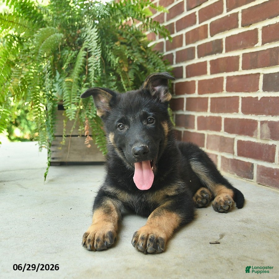German Shepherd dogs Bennet - Ad 2