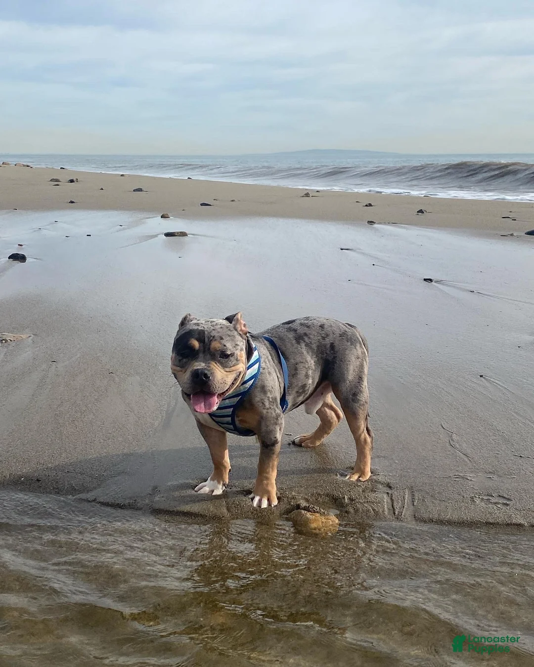 American Bully dogs for sale: American Bully 2 - Ad 1