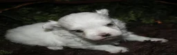 Maltese dogs for sale: Casper - Ad 11