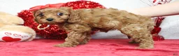 Cavapoo dogs for sale: Cherry - Ad 3