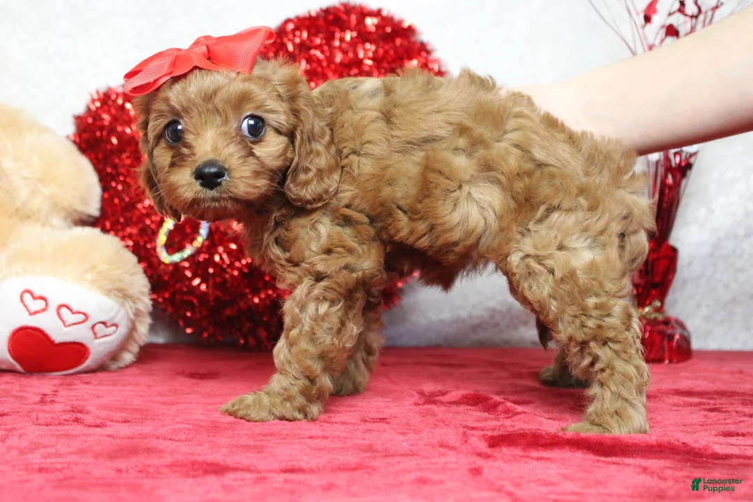 Cavapoo dogs for sale: Cherry - Ad 3