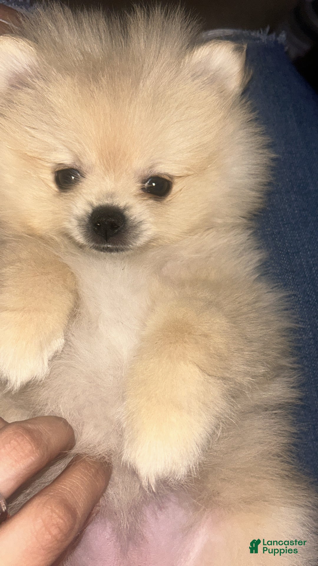 Pomeranian dogs for sale: Pomeranian Puppy 3 - Ad 3