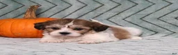 Teddy Bear dogs for sale: Irvin - Ad 3