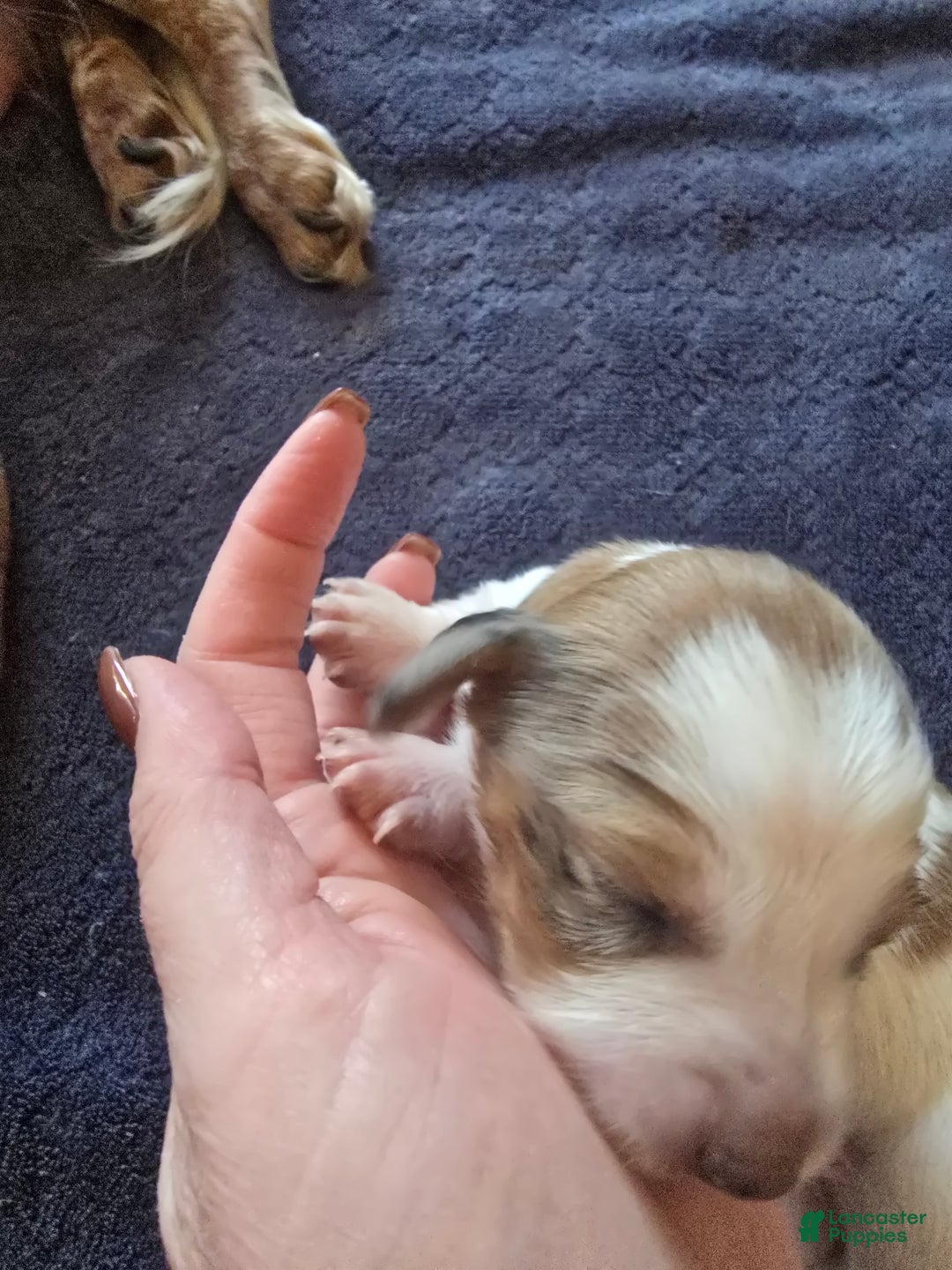 Miniature Dachshund dogs for sale: FeeFee - Ad 9