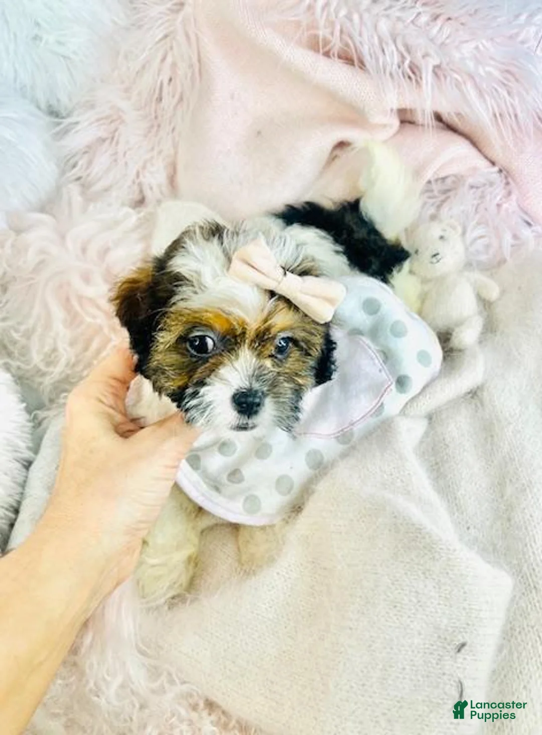 Shihpoo dogs for sale: Shihpoo Puppy 1 - Ad 1