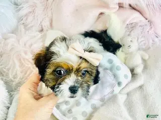 Shihpoo dogs Shihpoo Puppy 1 - Ad 10