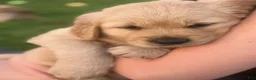 Golden Retriever dogs for sale: Golden Retriever 6 green collar - Ad 10