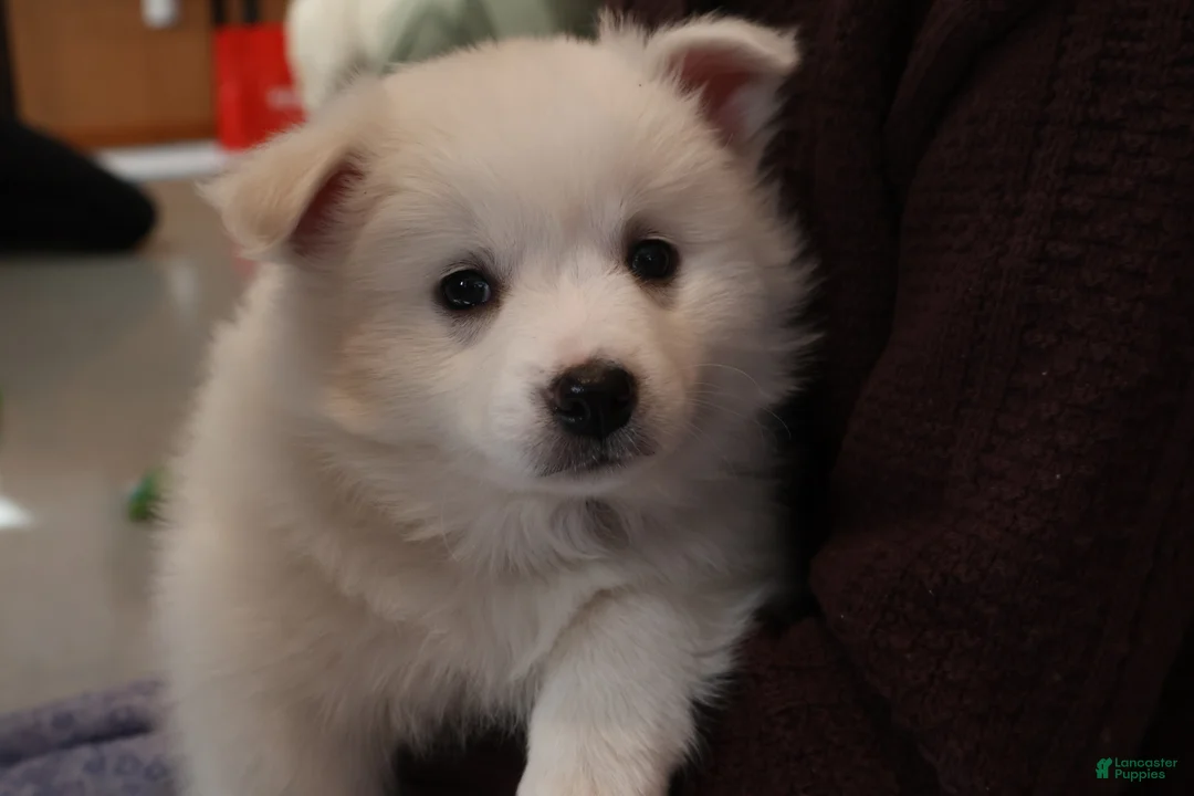 American Eskimo dogs for sale: Spunky - Ad 2