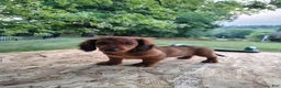 Miniature Dachshund dogs for sale: Teddy  - Ad 1