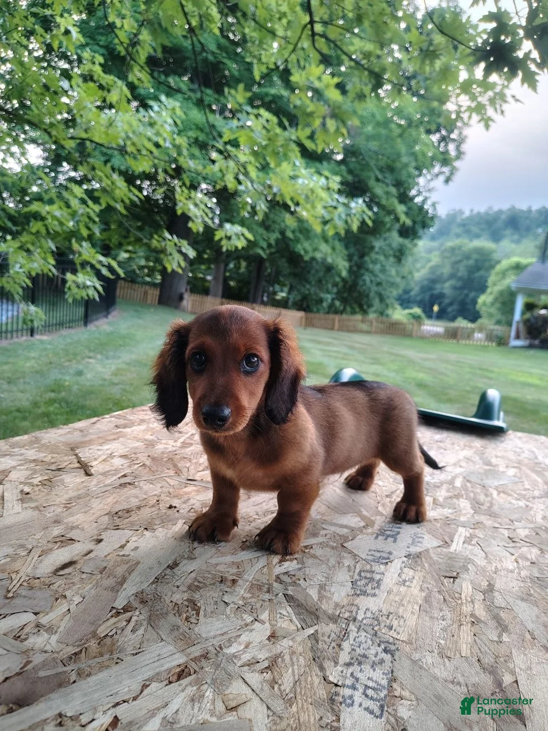 Miniature Dachshund dogs for sale: Teddy  - Ad 1