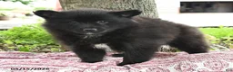Pomsky dogs for sale: Gideon - Ad 2