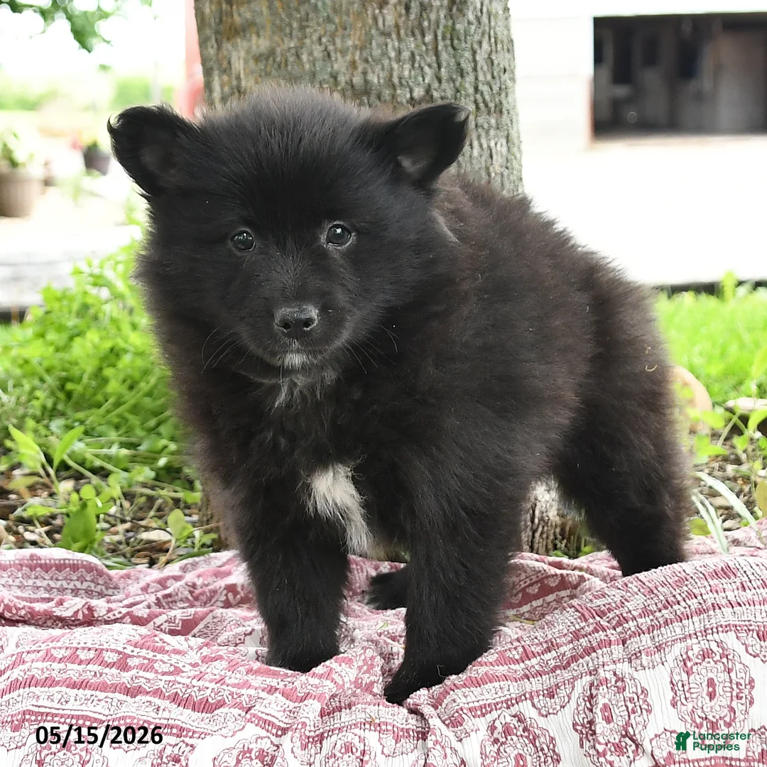 Pomsky dogs for sale: Gideon - Ad 2