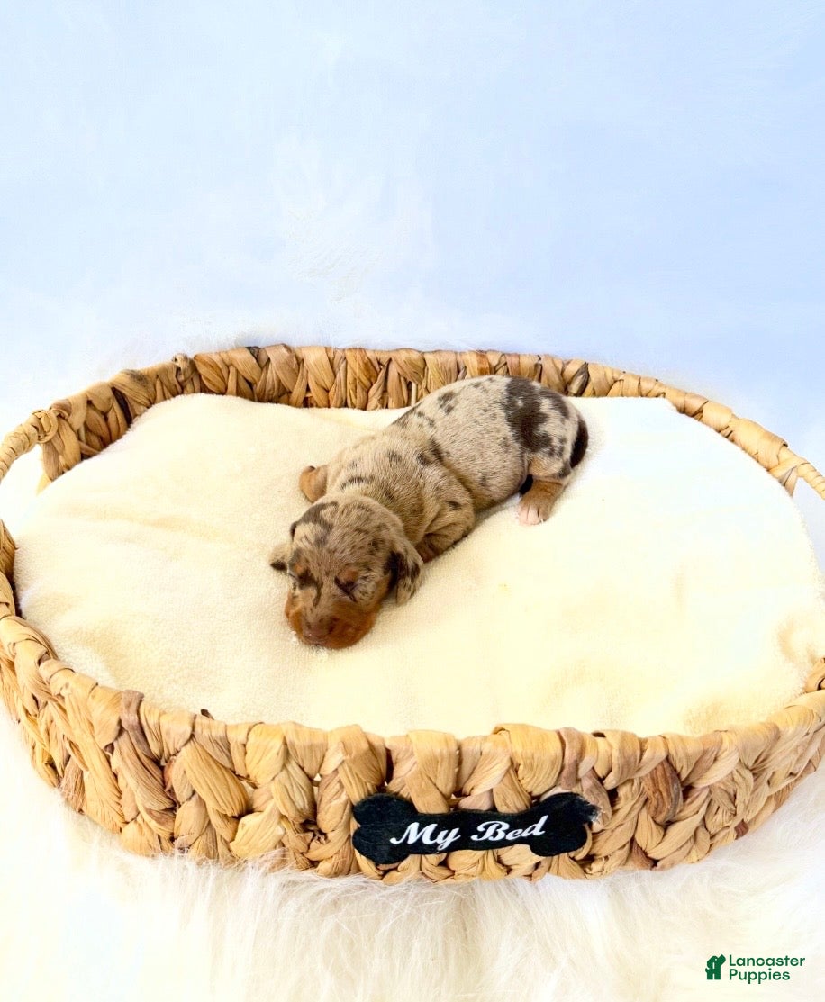 Miniature Dachshund dogs for sale: AKC Milo - Ad 4
