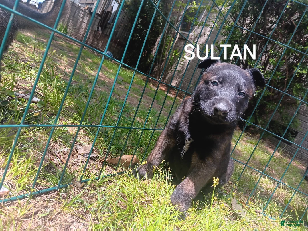 Belgian Malinois dogs for sale: Belgian Malinois Puppy 4 - Ad 1