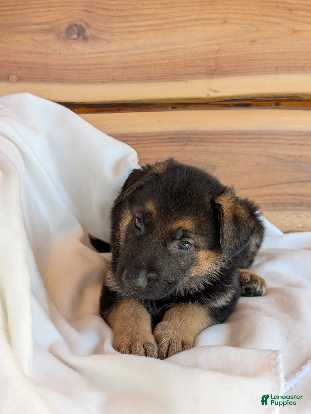 German Shepherd dogs for sale: 🐾CHARLIE 🐾 - Ad 1