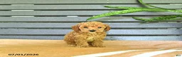 Miniature Poodle dogs for sale: Cornelius - Ad 2
