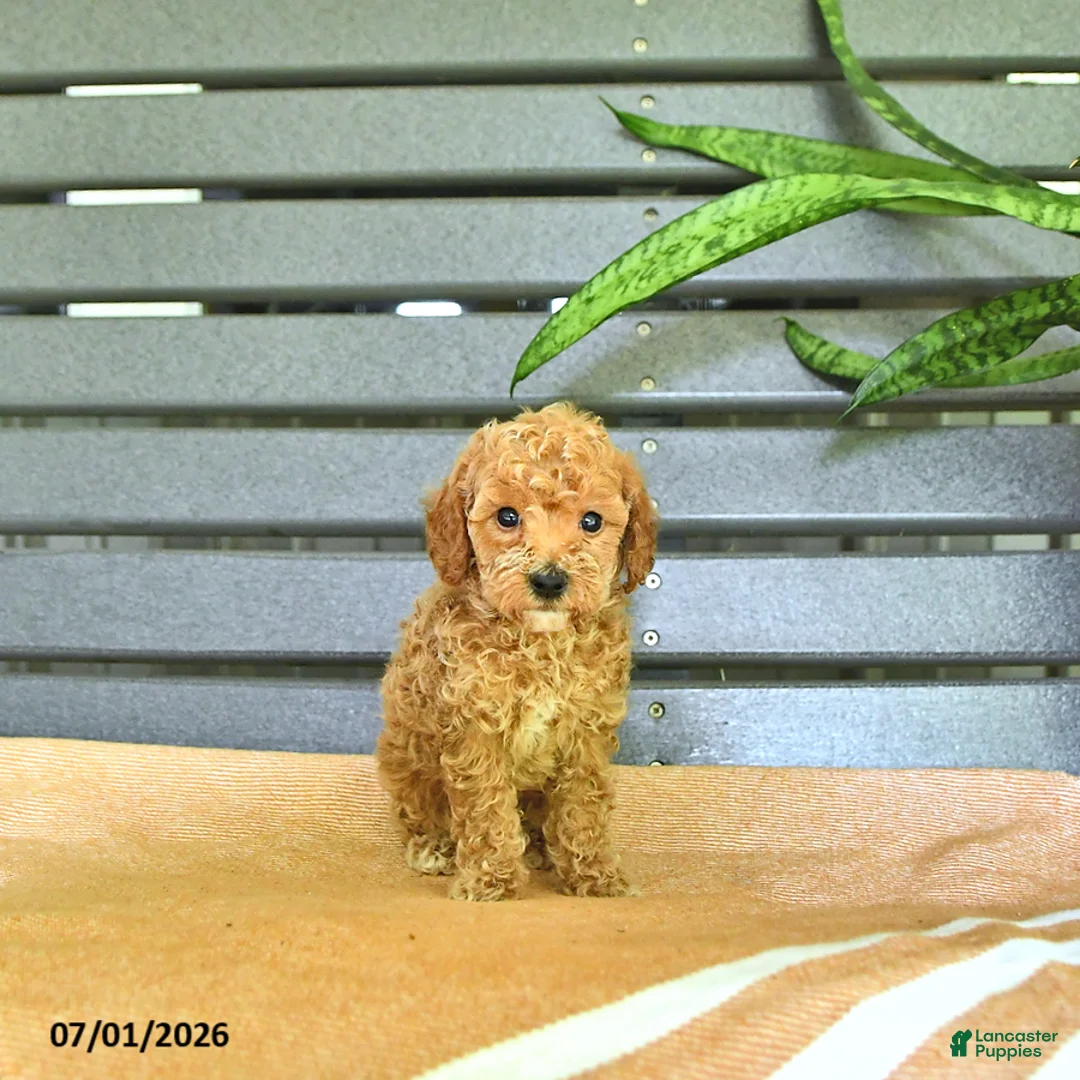 Miniature Poodle dogs for sale: Cornelius - Ad 2