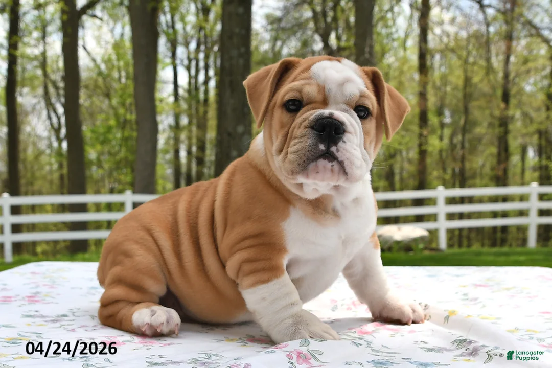 Mixed Breed dogs for sale: Sarge - Ad 1