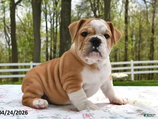 Mixed Breed dogs for sale: Sarge - Ad 1