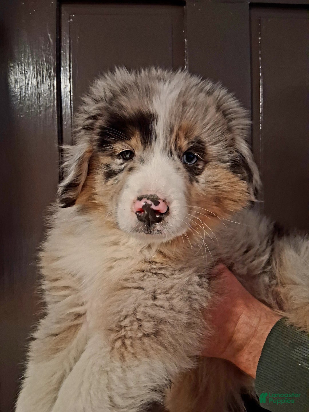 Miniature Australian Shepherd dogs for sale: Kasper - Ad 2