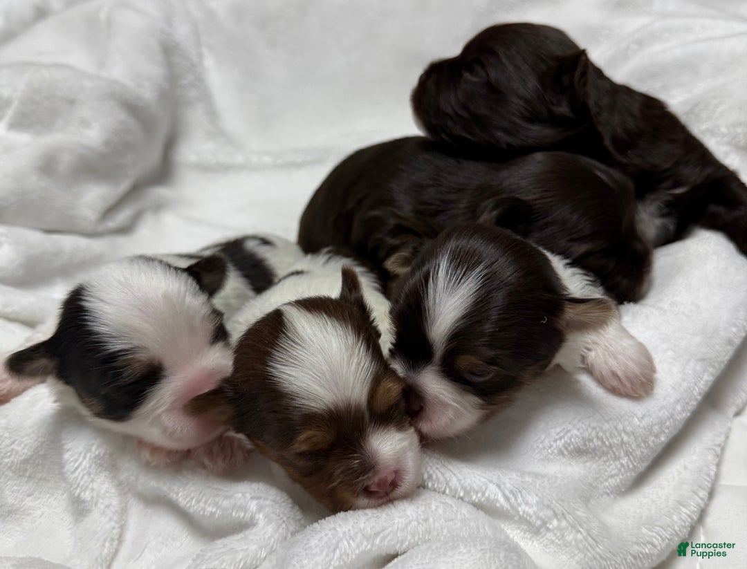 Yorkshire Terrier dogs for sale: Pluto - Ad 7