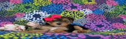 Shorkie dogs for sale: Midge Hypoallergenic - Ad 6
