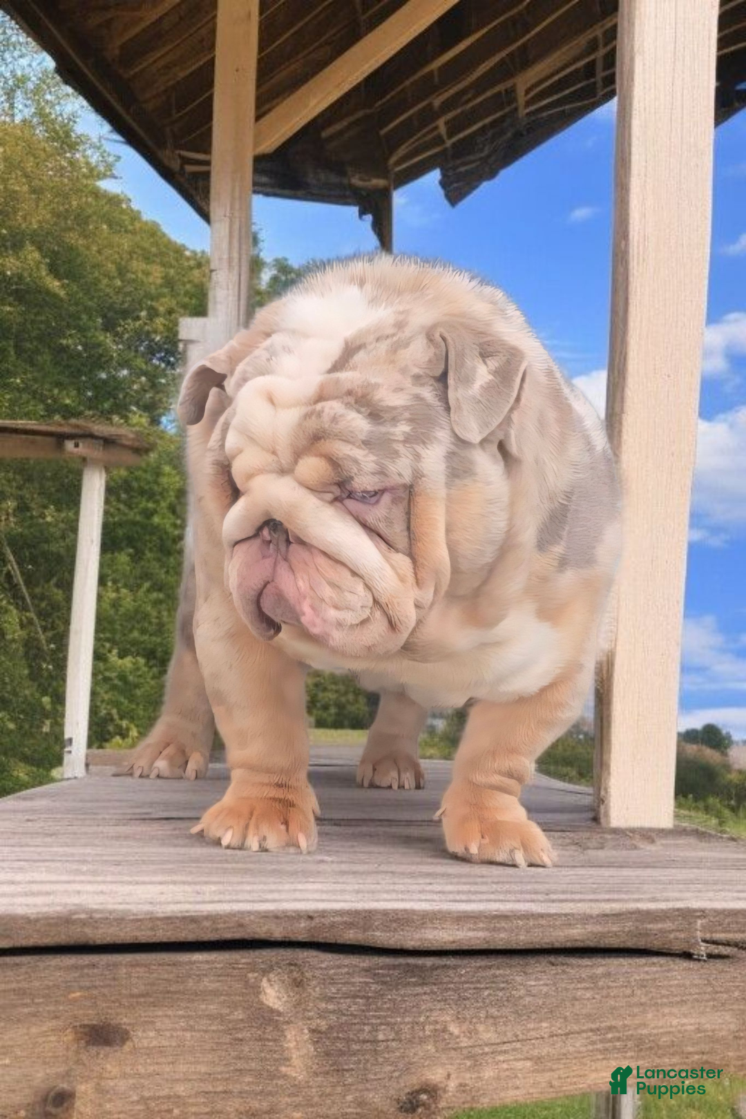 English Bulldog dogs for stud: English Bulldog 1 puppies - Ad 9