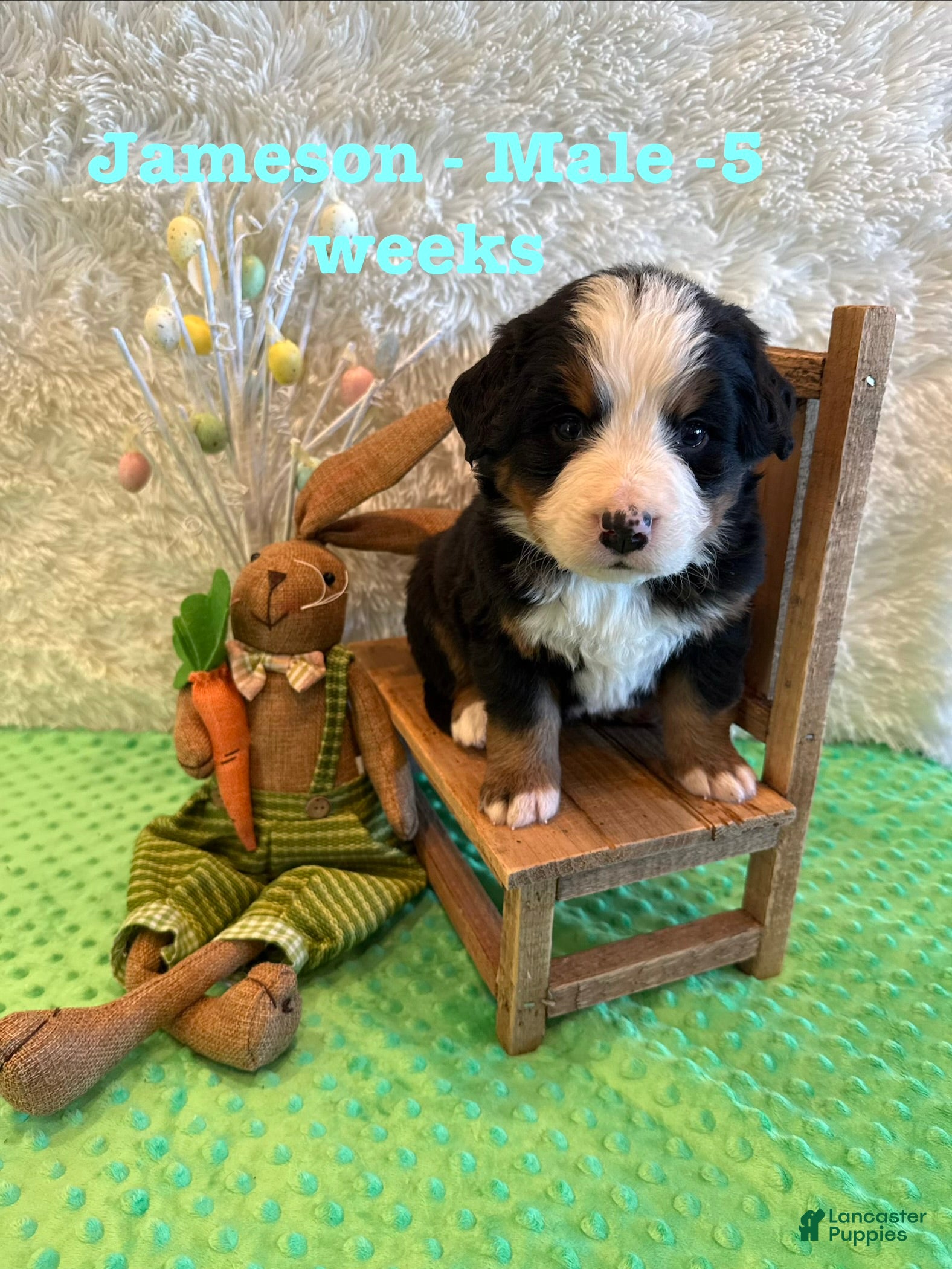 Bernese Mountain Dog dogs Jameson - Ad 4