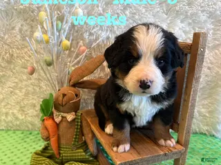 Bernese Mountain Dog dogs Jameson - Ad 4