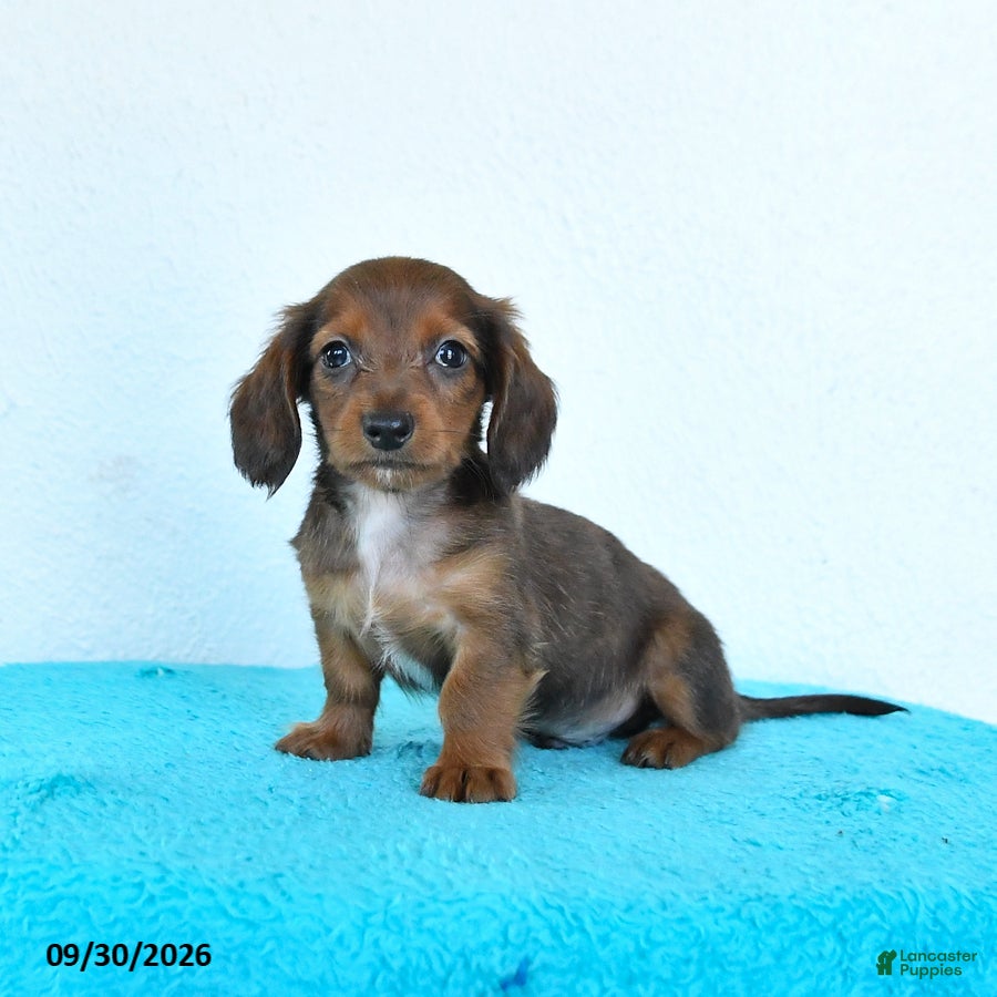 Miniature Dachshund dogs Cricket - Ad 1