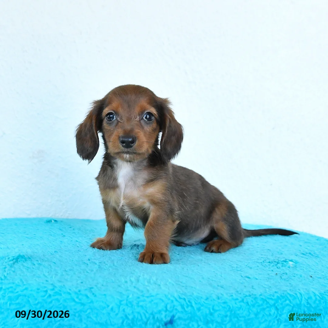 Miniature Dachshund dogs for sale: Cricket - Ad 1
