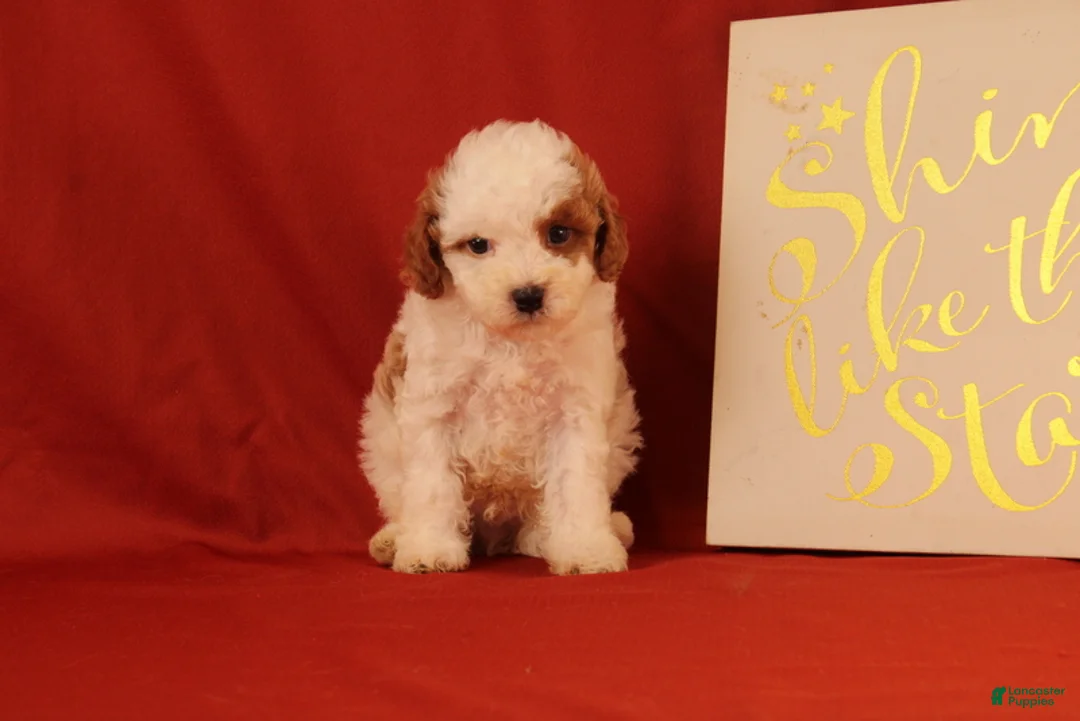 Cavapoo dogs for sale: Gavin - Ad 1
