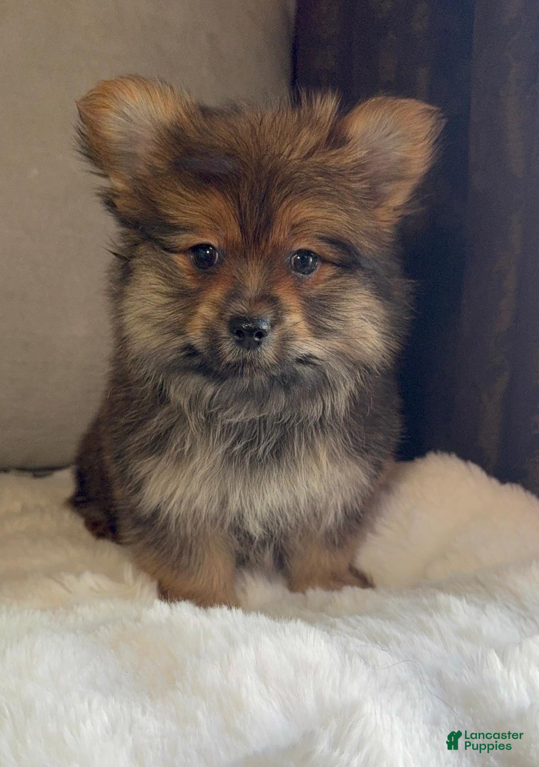 Mixed Breed dogs for sale: Designer Breed Yorkishire Terrier, Pomeranian Mix Puppy Male Buddy - Ad 3