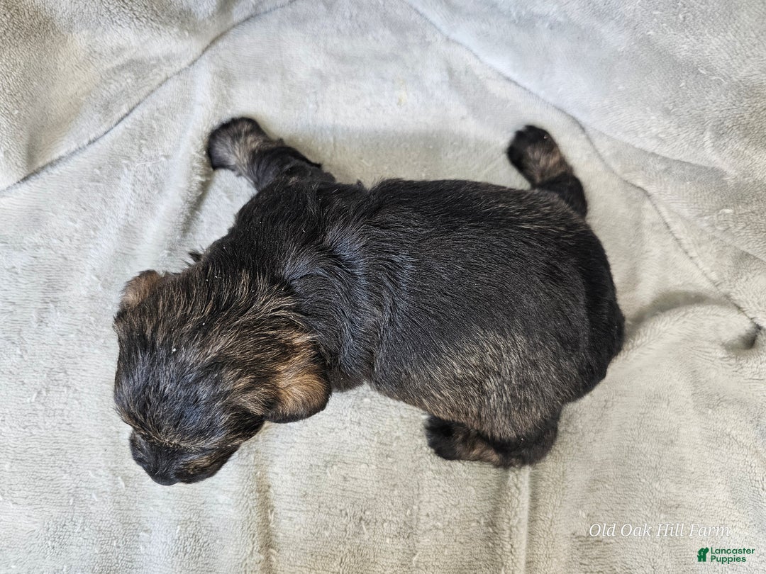 Mixed Breed dogs for sale: Kenny - Ad 5