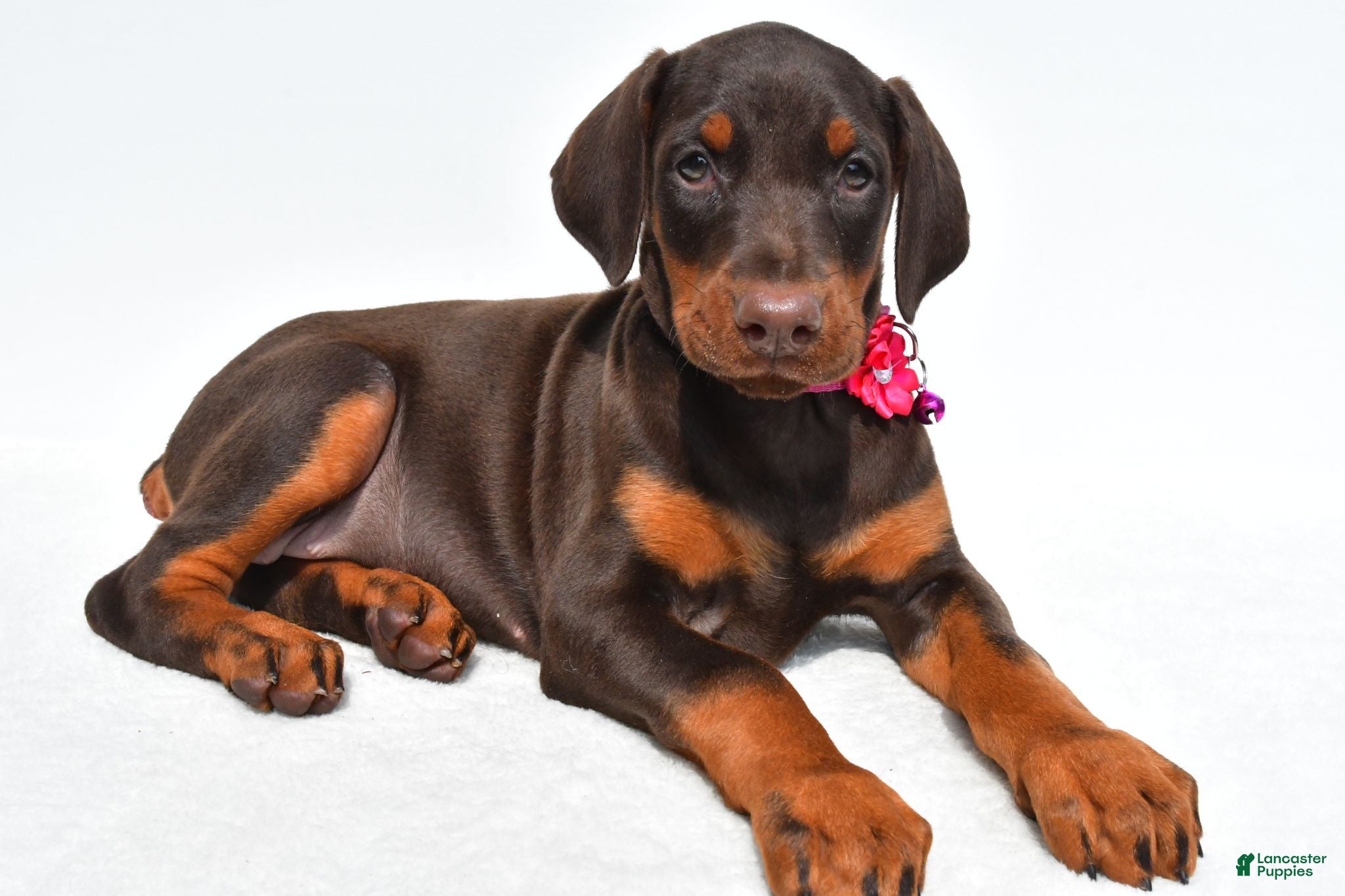 Doberman Pinscher dogs Heidi - Ad 1