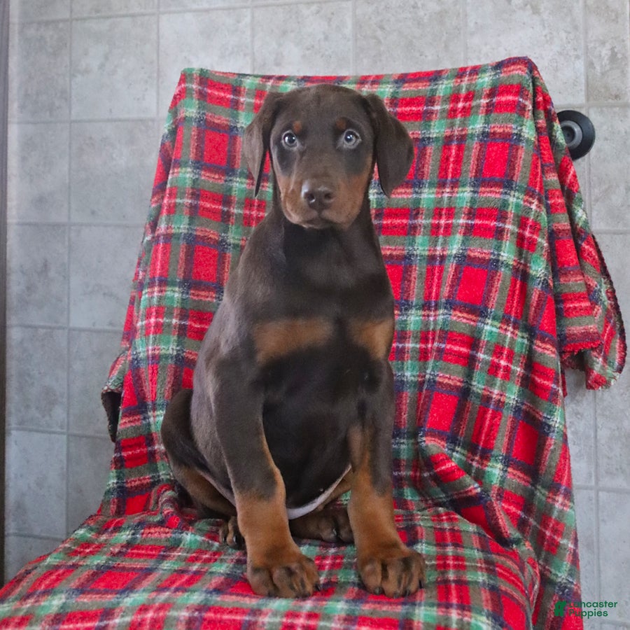 Doberman Pinscher dogs Fern - Ad 1