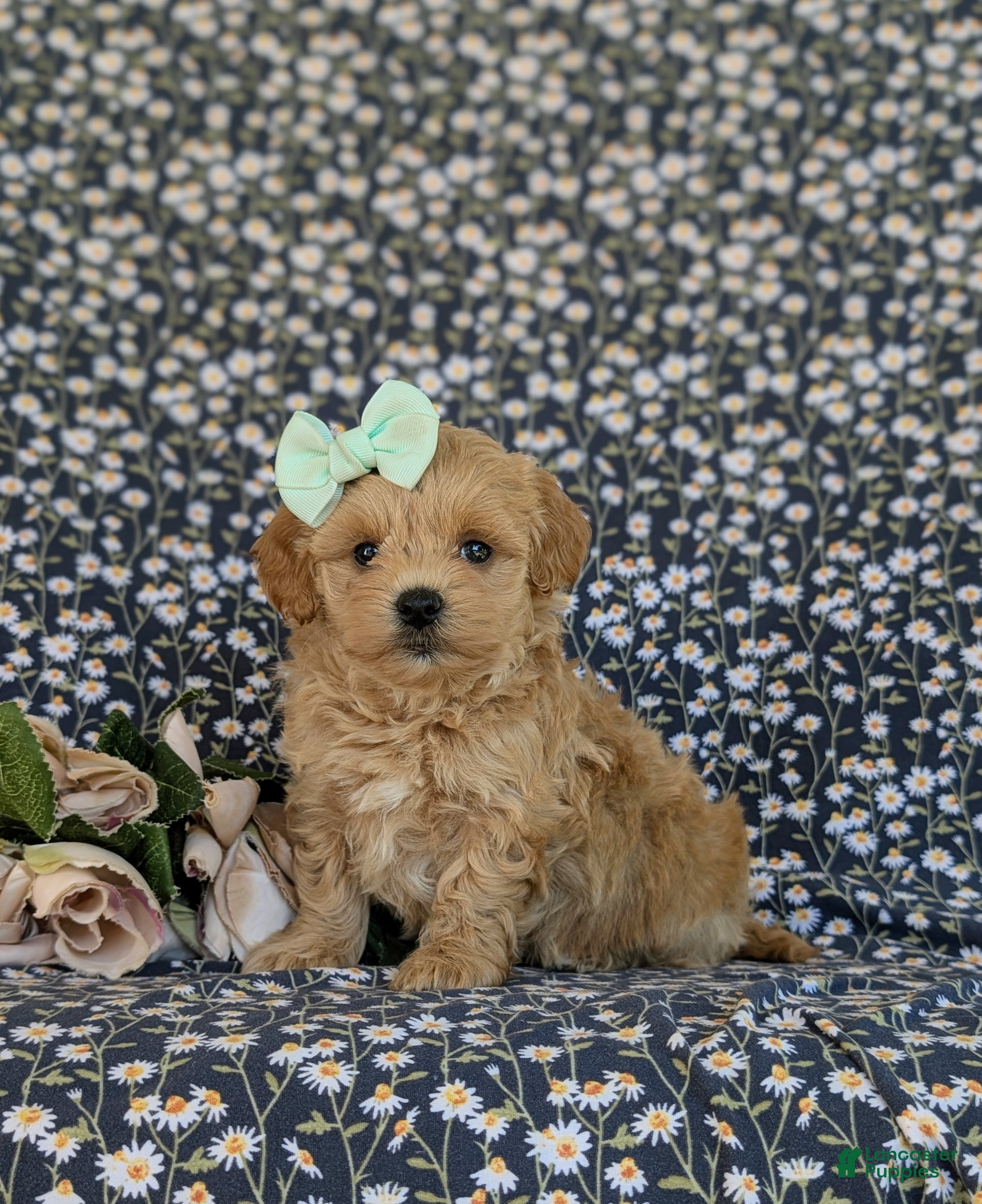 Maltipoo dogs for sale: Rayna - Ad 2