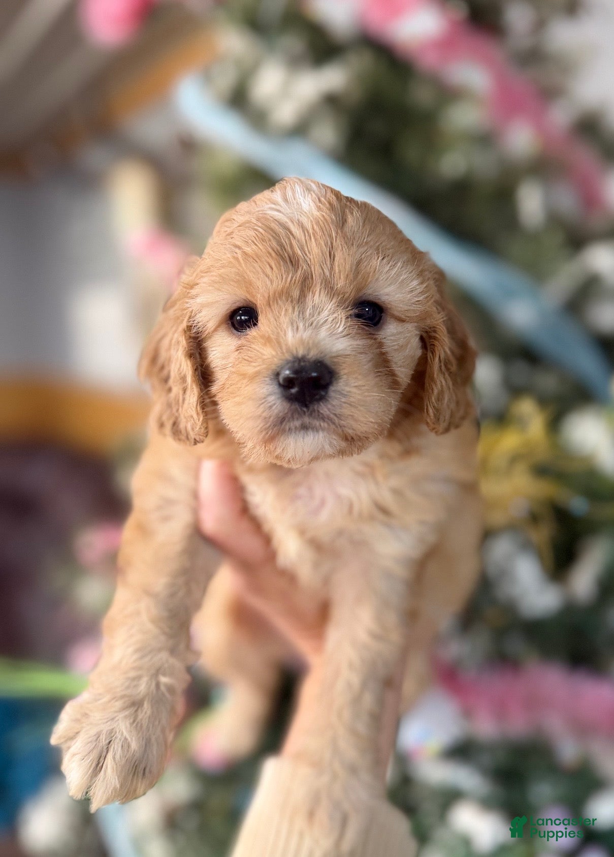 Cavachon dogs Cavachon Puppy 1 - Ad 4