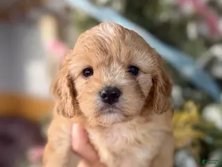 Cavachon dogs Cavachon Puppy 1 - Ad 4